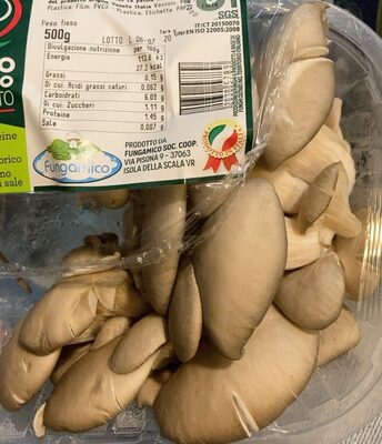 Funghi Pleurotus