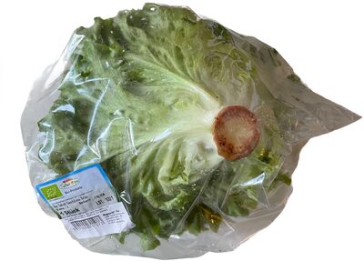 Bio Salat Gentilina Grün